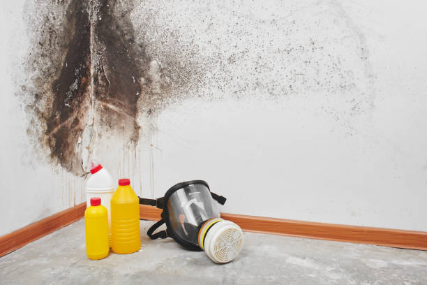 Best Mold removal after water damage  in Laware City, DE