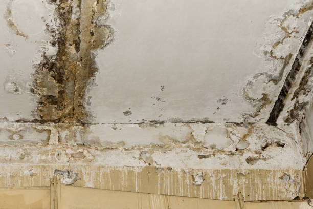 Best Water damage mitigation services  in Laware City, DE