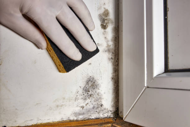 Best Basement water damage restoration  in Laware City, DE